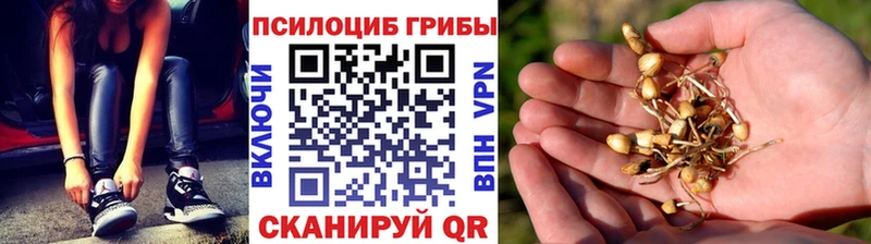 где можно купить наркотик  Кизилюрт  Галлюциногенные грибы Cubensis 